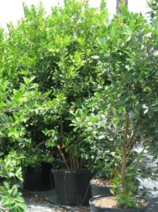 Guava Tree