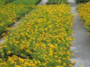 Lantana, Yellow