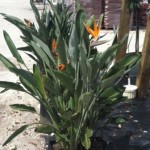 Bird of Paradise